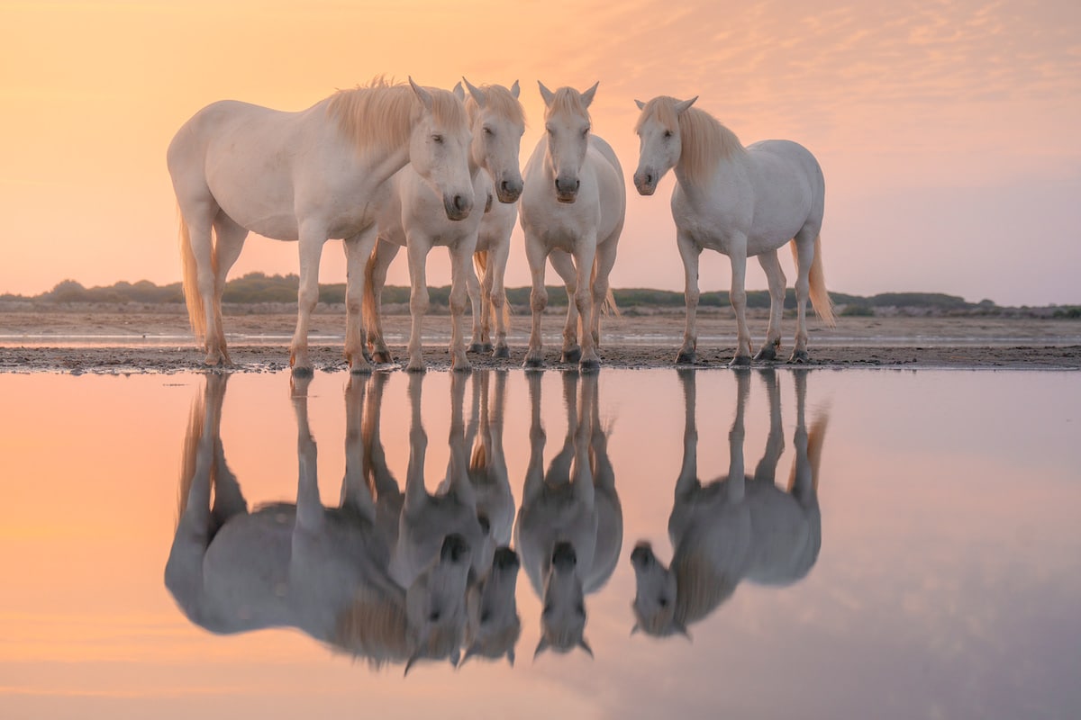 Camargue Horses by Albert Dros