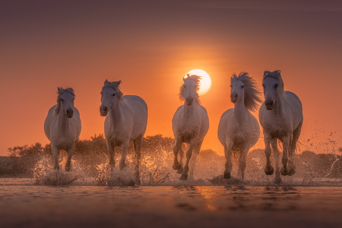 Camargue Horses by Albert Dros