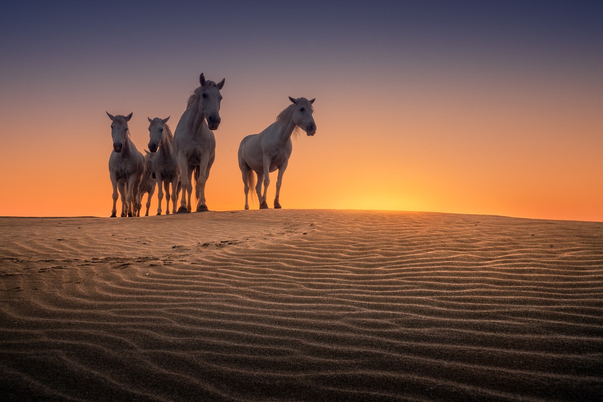 Camargue Horses by Albert Dros