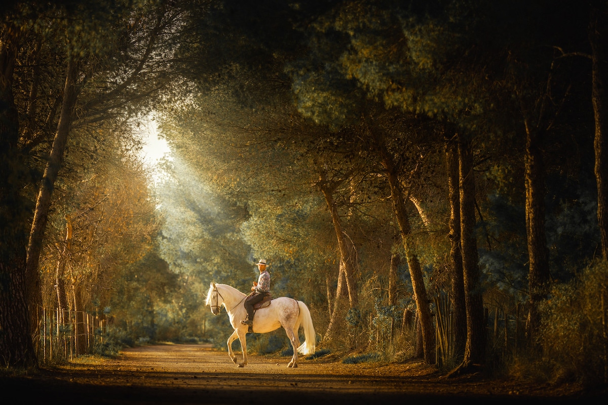 Camargue Horses by Albert Dros