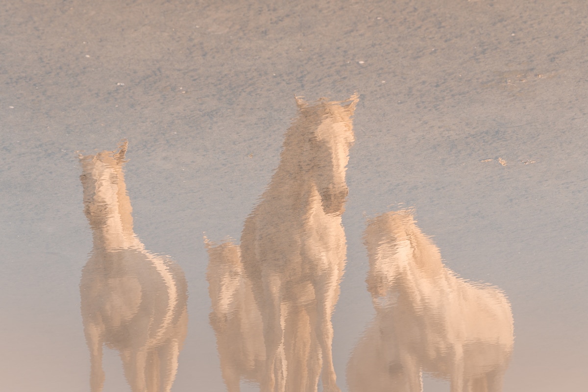 Camargue Horses by Albert Dros