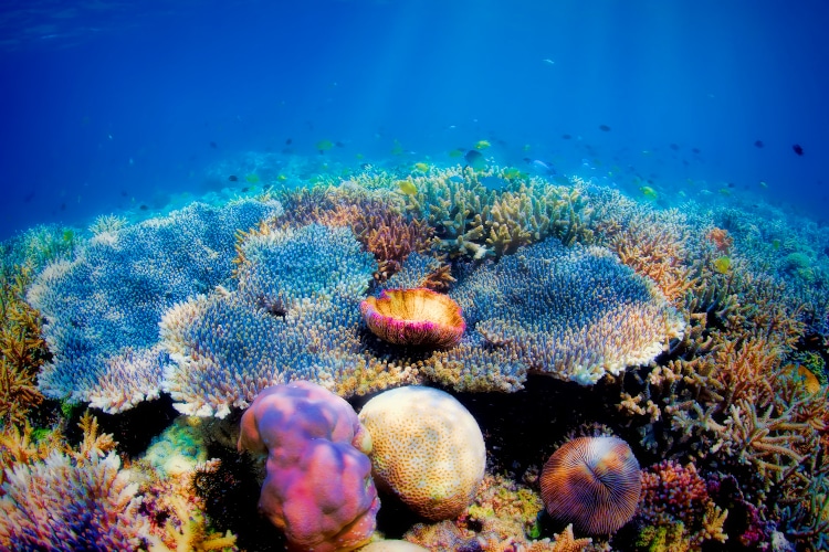 Colorful underwater coral reef on Komodo island