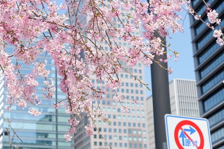 cherry tree with buildings in the background