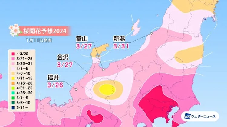 map of japan with cherry blossom season start forecast