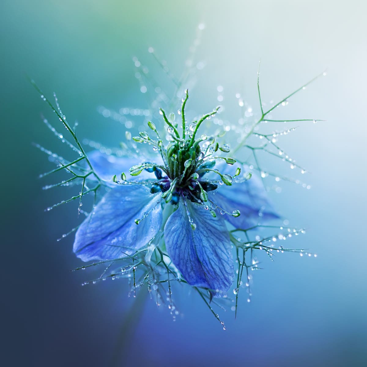 Nigella flower in the water