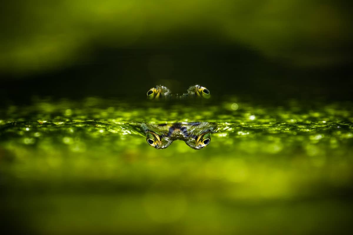 Frog peeking out of the pond