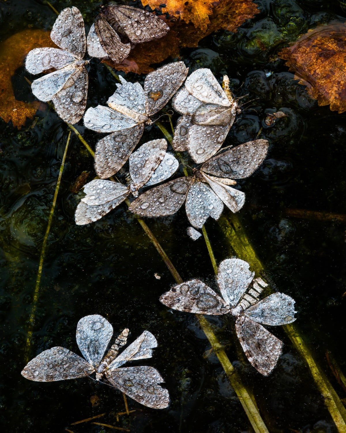 Moths on a brand in Sweden