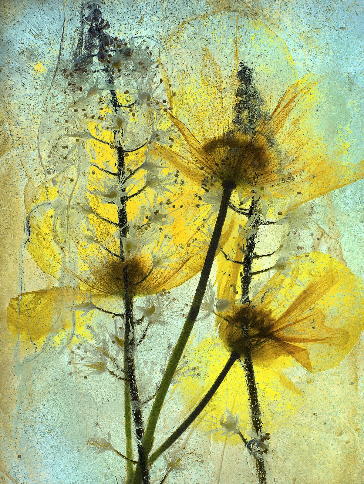 Wild poppies and tiarella flowers in ice