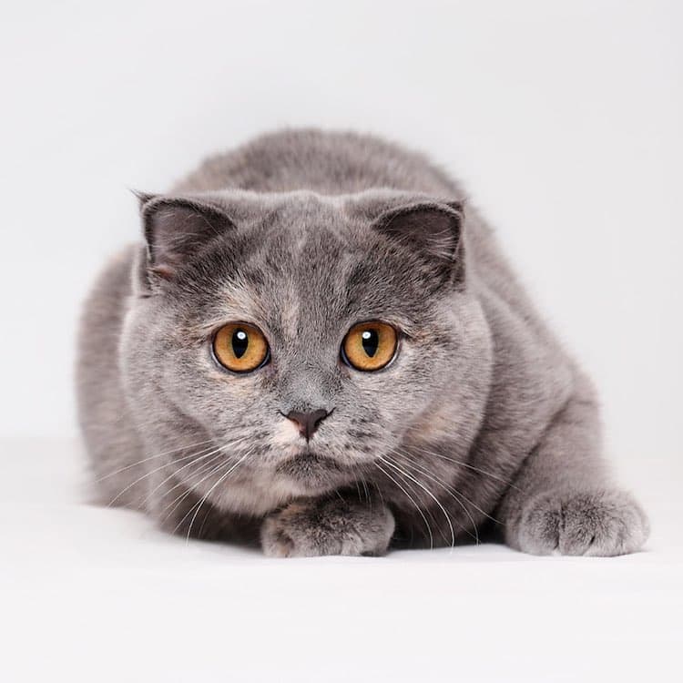 Cat Photography by Elke Vogelsang