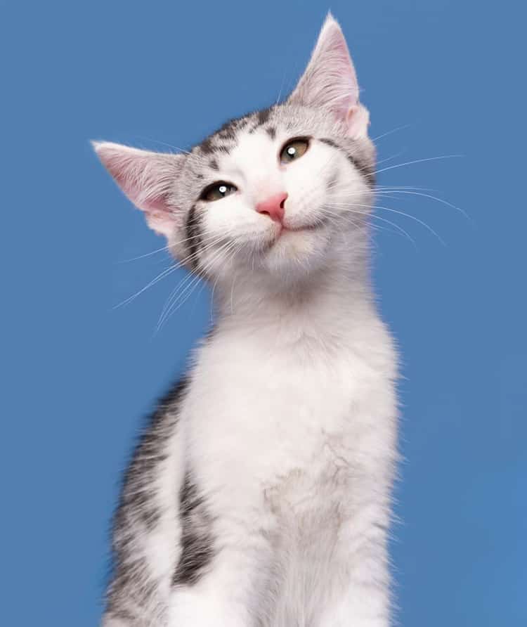 Cat Photography by Elke Vogelsang