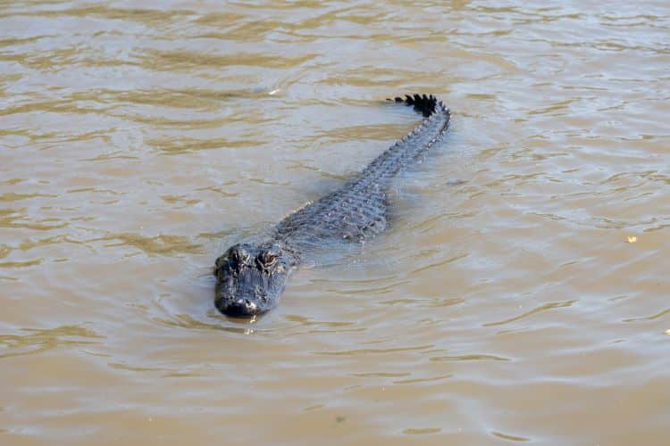 Alligator Swimming In Water