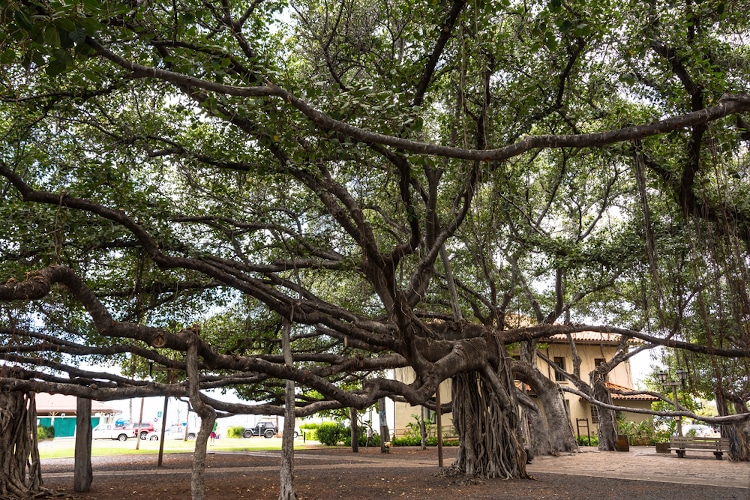 Lahaina Banyan Tree Park on Maui, Hawaii