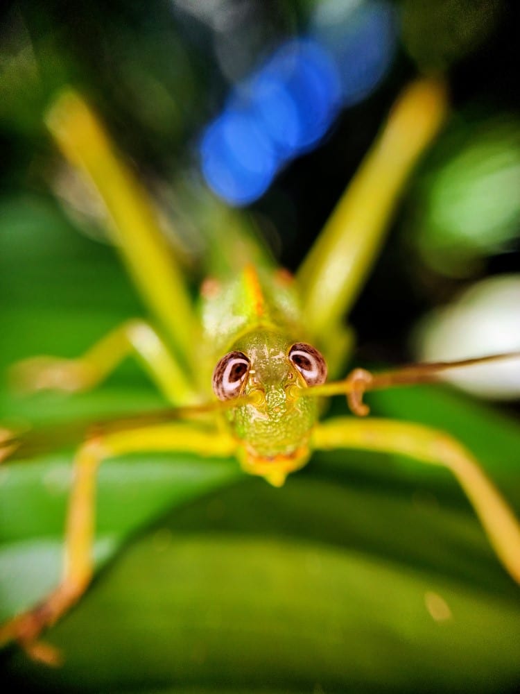 Grasshoppers on a leaf