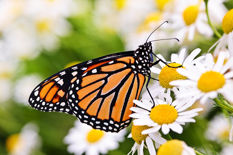 Once Common Monarch Butterflies Are Now an Endangered Species