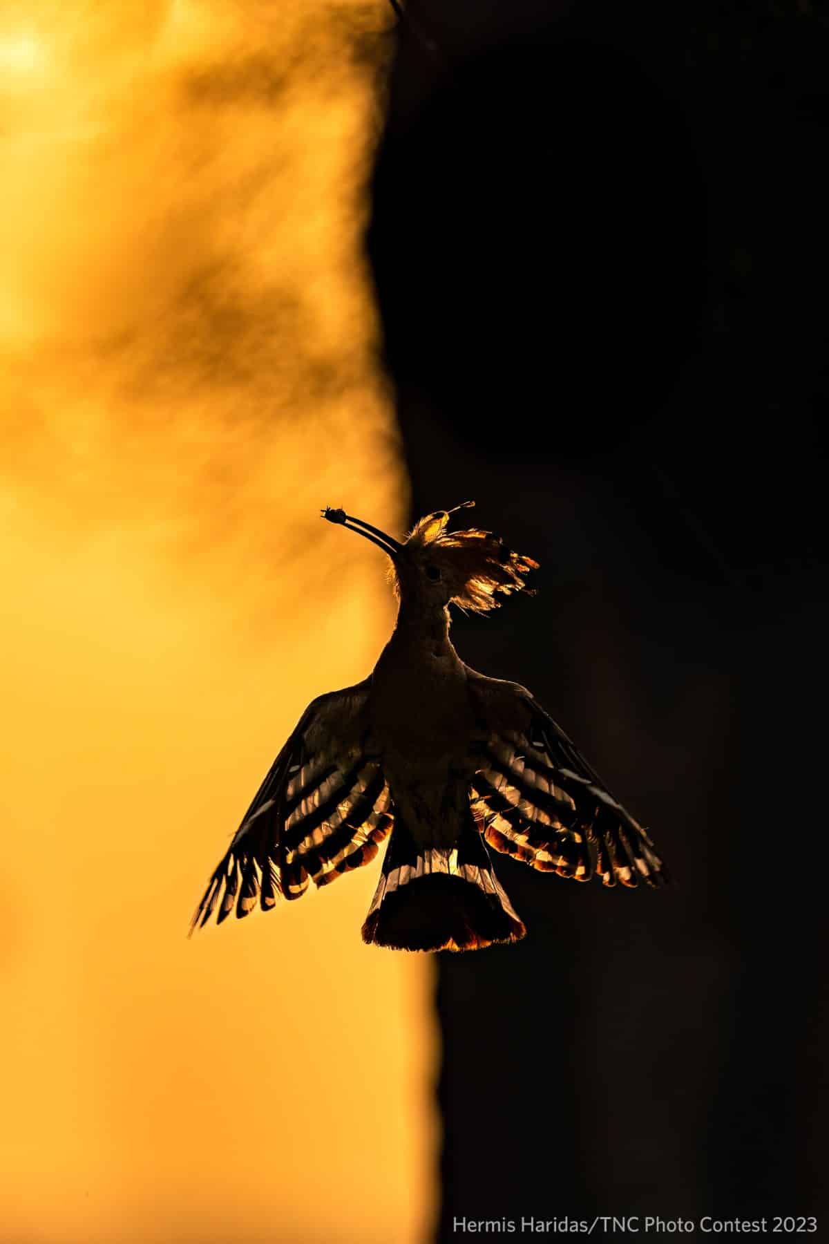 Hoopoe taking flight