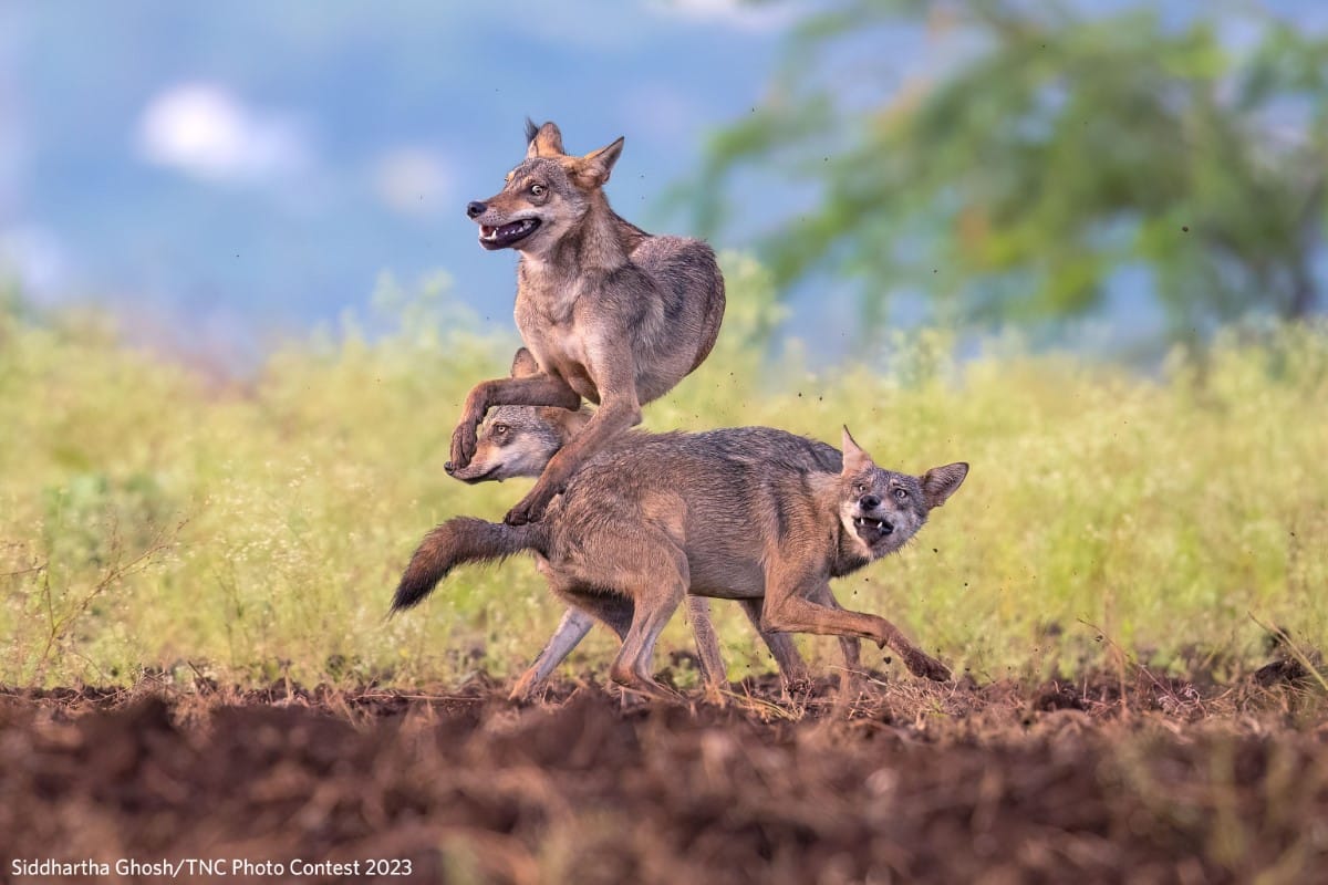 Three wolves leaping in the air