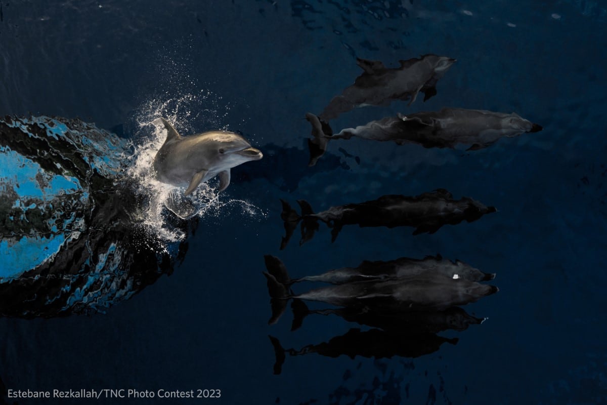 Dolphins jumping out of the water