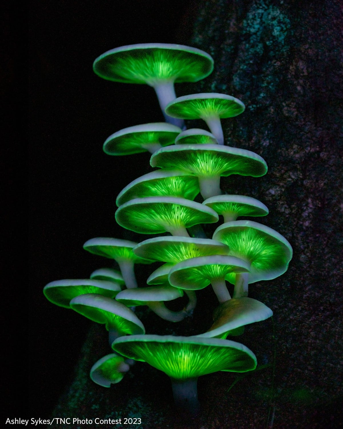 Ghost mushrooms