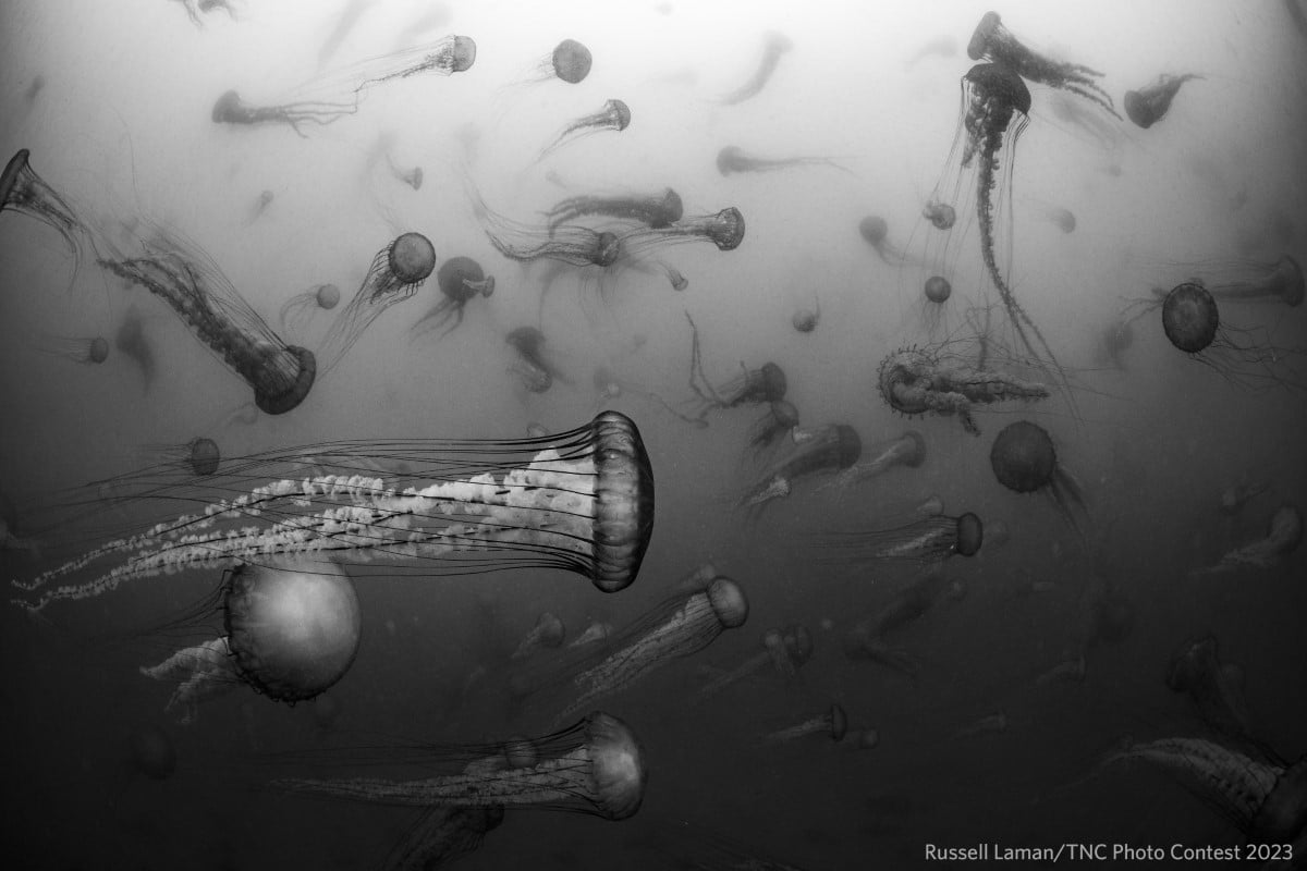 Pacific sea nettles (Chrysaora fuscescens) swarm in the murky waters off Monterey, California.