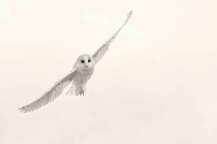 Barn owl in flight