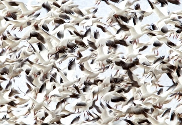 Snow Geese Blast Off From a Pond in Kearney, Nebraska