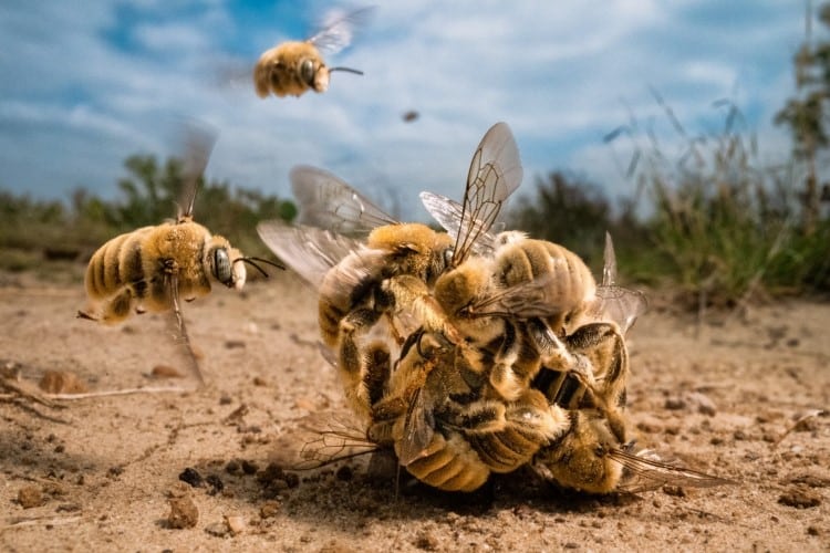 A ball of bumble bees