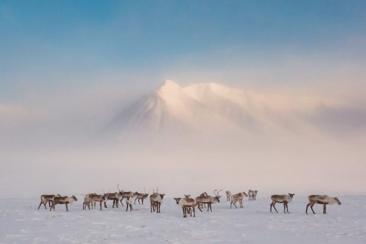 Caribou at Anaktuvuk Pass