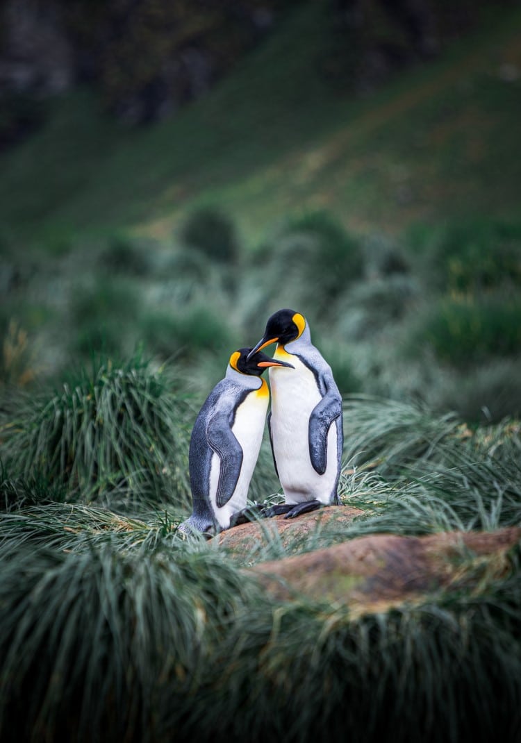 Penguins cuddling